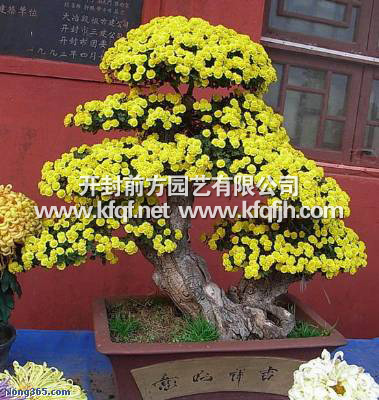 菊花造型之單株造型